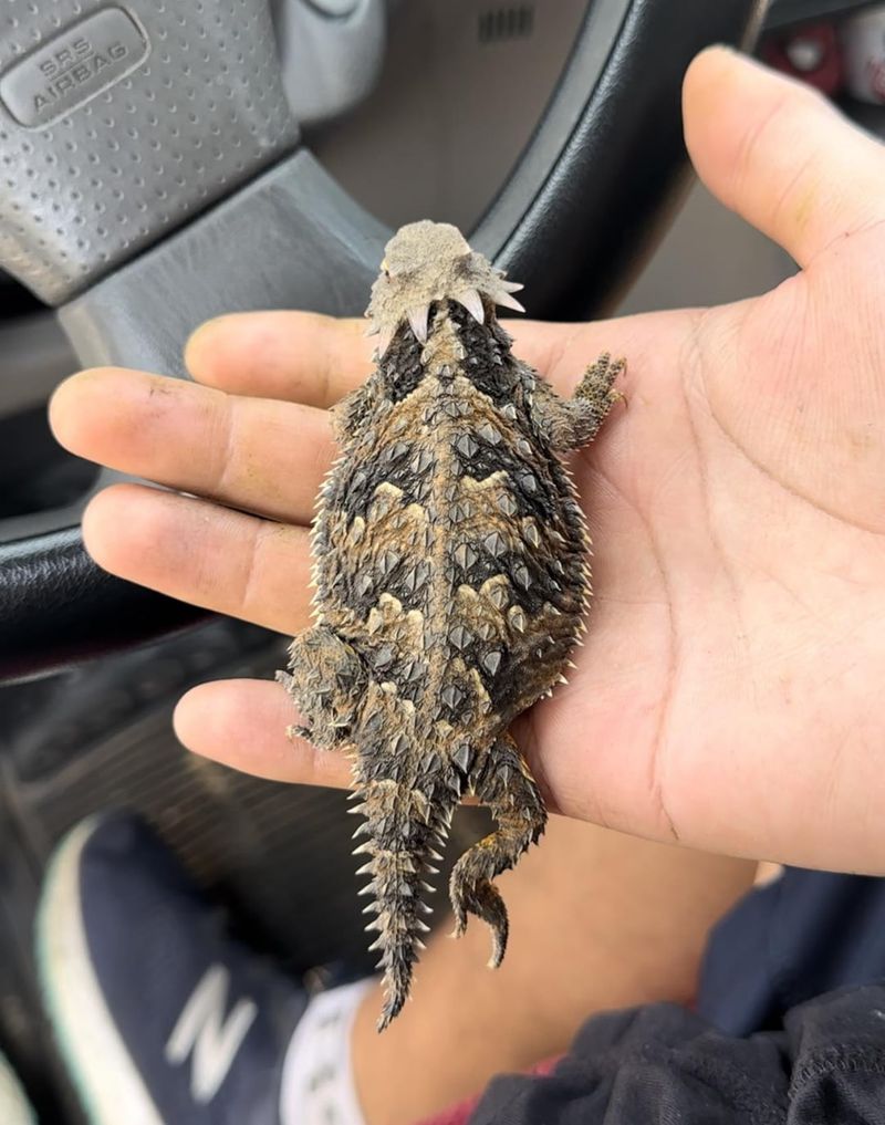 Horned Lizard