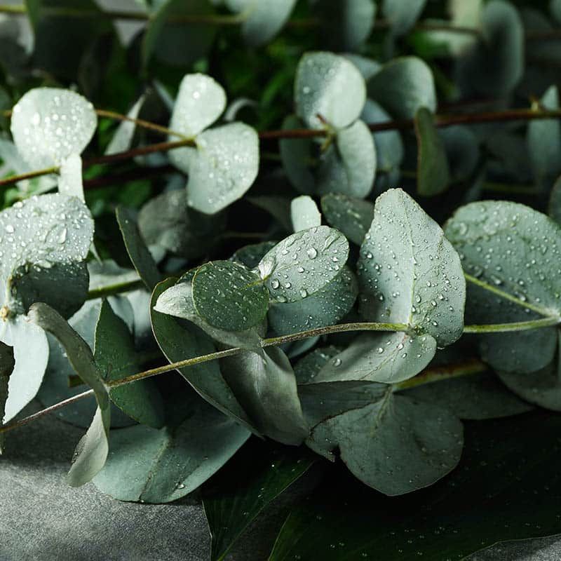 Eucalyptus