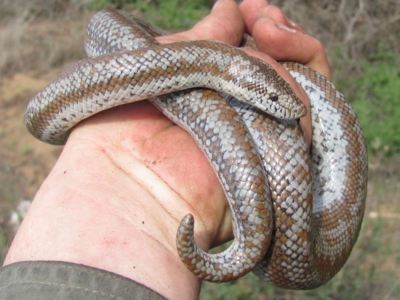 Rosy Boa