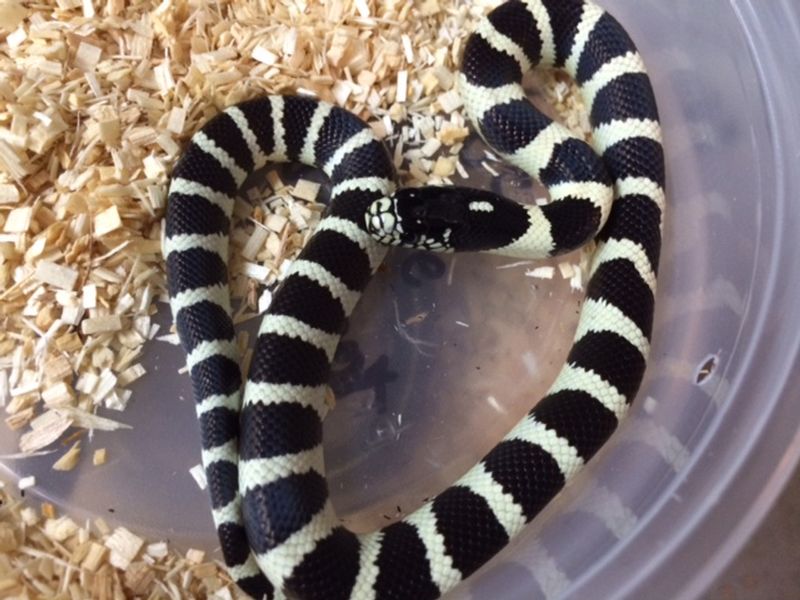 California Kingsnake