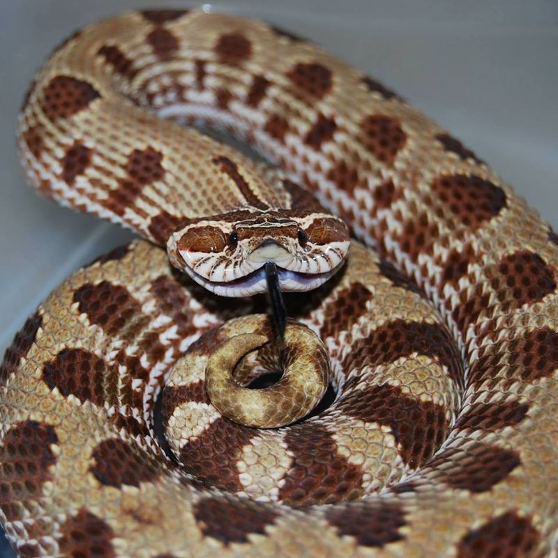 Hognose Snake - Defensive Bluff