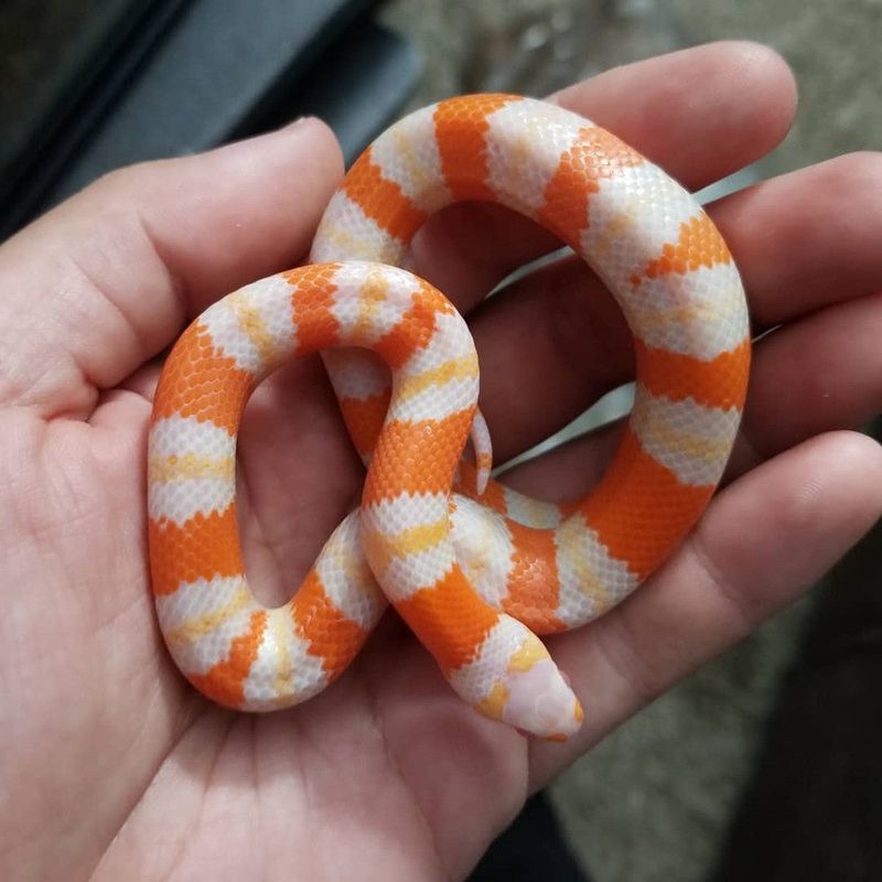 Milk Snake