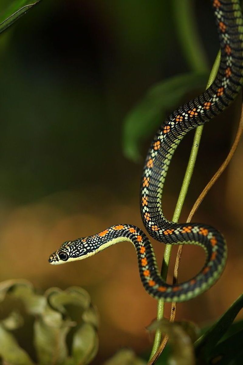 Flying Snake