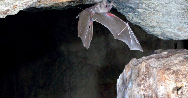 Bats Using Echolocation