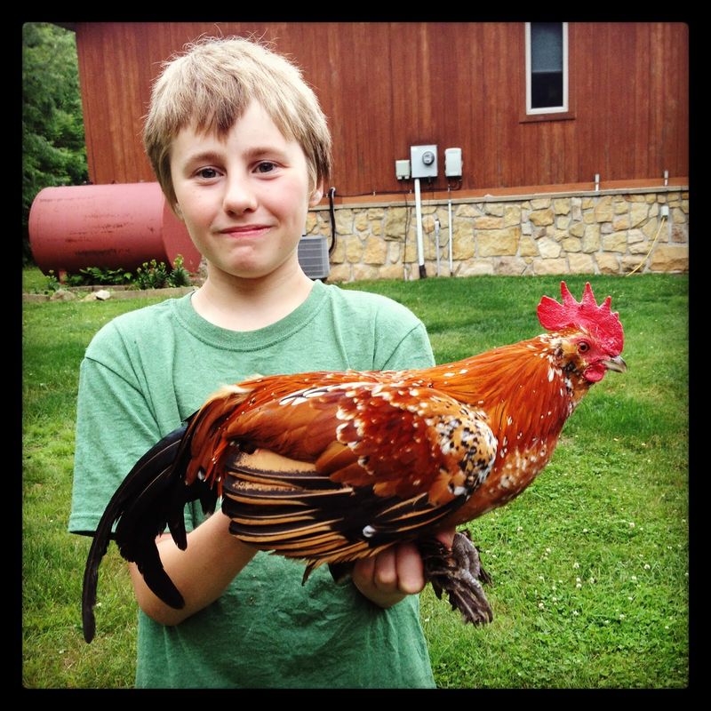 Roosters
