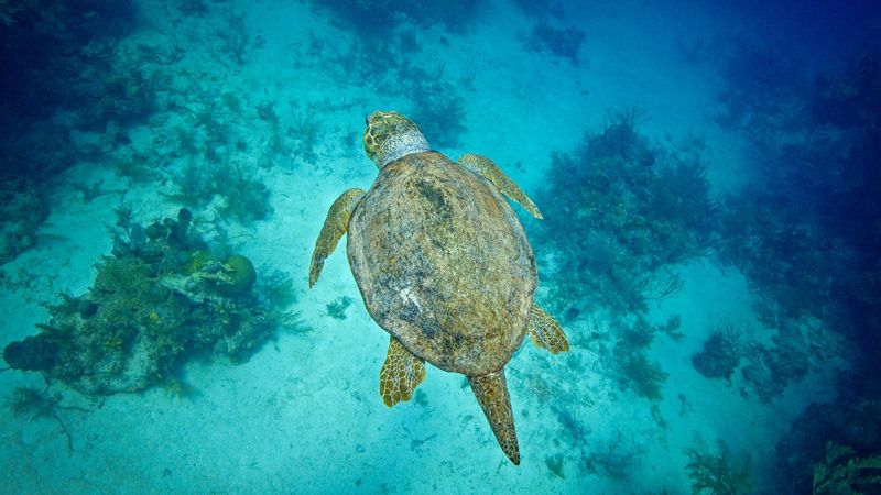 Sea Turtles' Magnetic Sense of Direction
