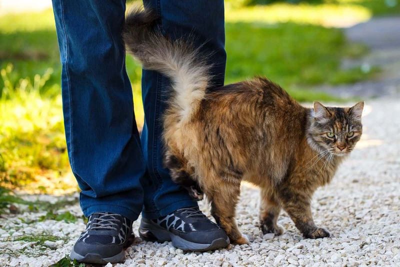 Tail Twining