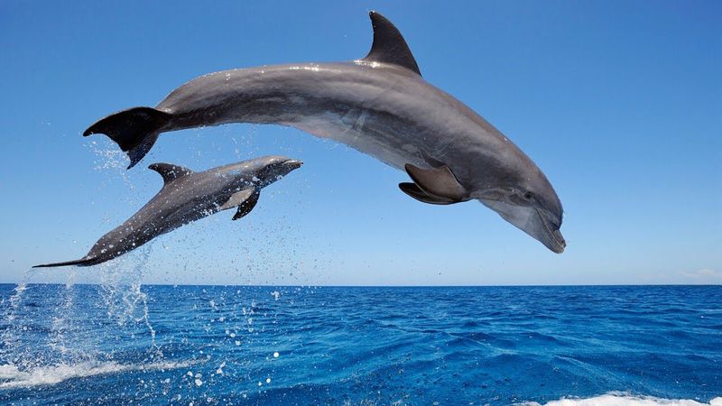Playful Dolphins