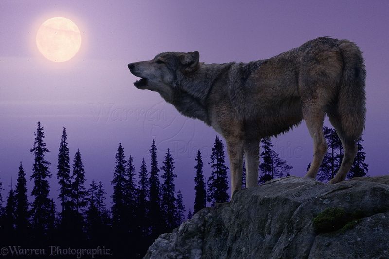 Cunning Wolves