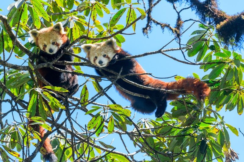 Adorable Red Pandas