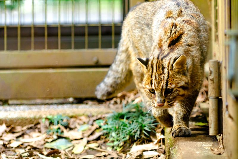 Tsushima Leopard Cat