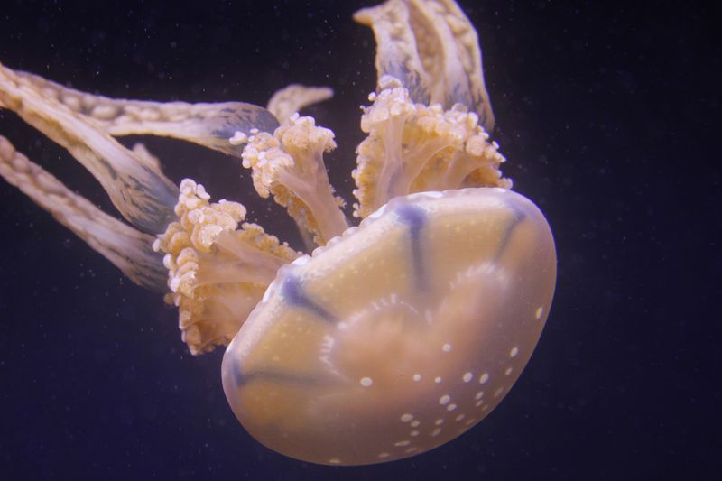 Hawaii - Box Jellyfish