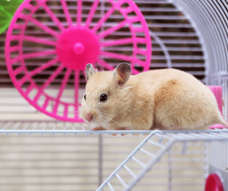 Hamsters