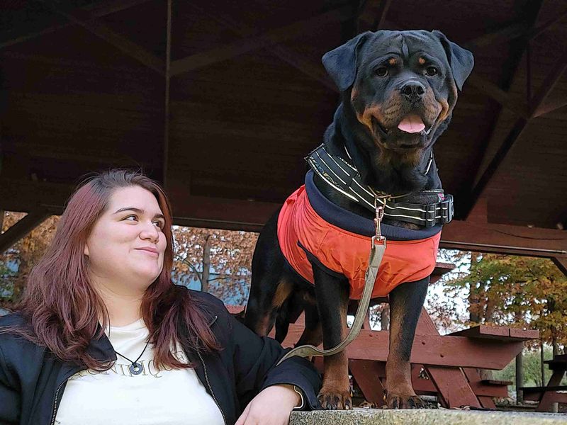 Rottweiler