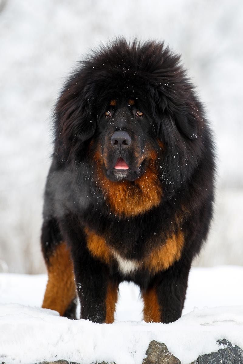 Tibetan Mastiff