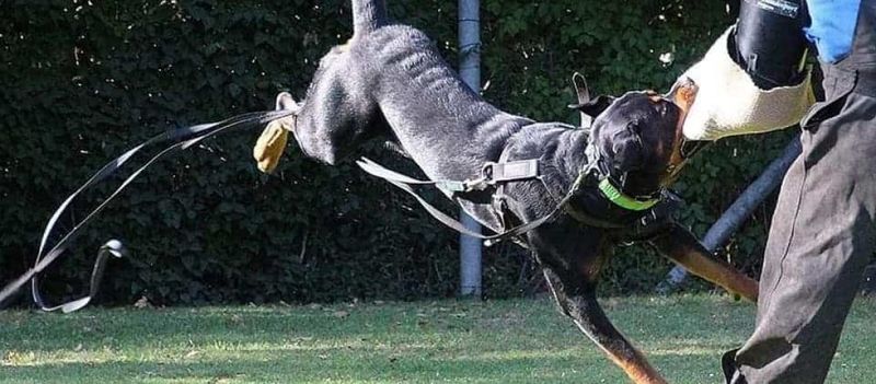 Rottweiler