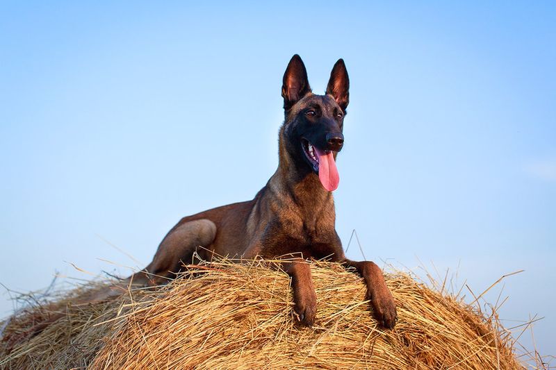 Belgian Malinois