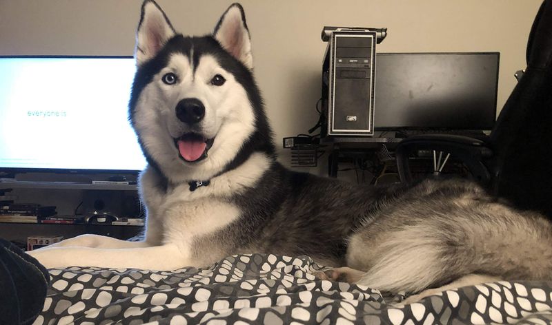 Siberian Husky