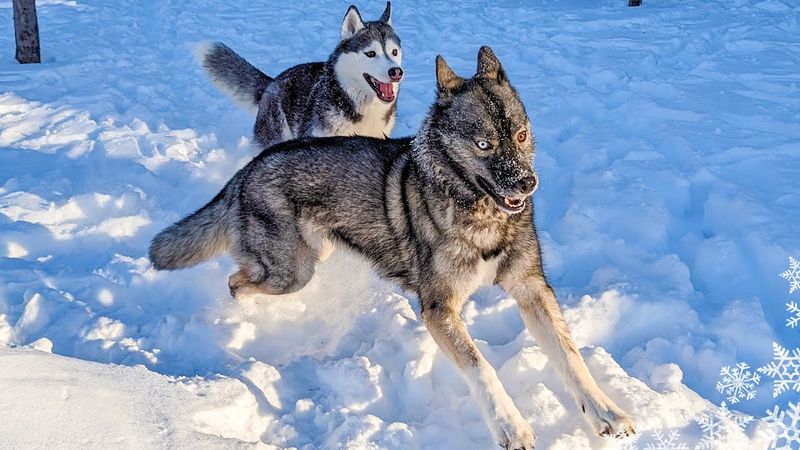 Siberian Husky