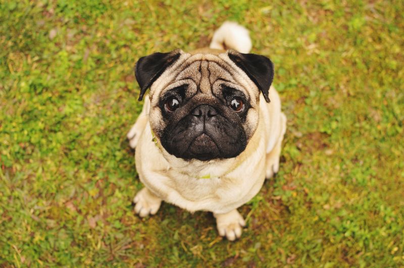 Pug