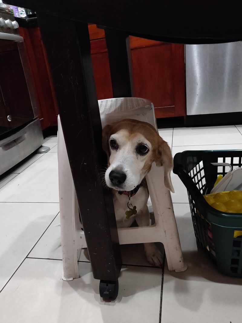 Beagle