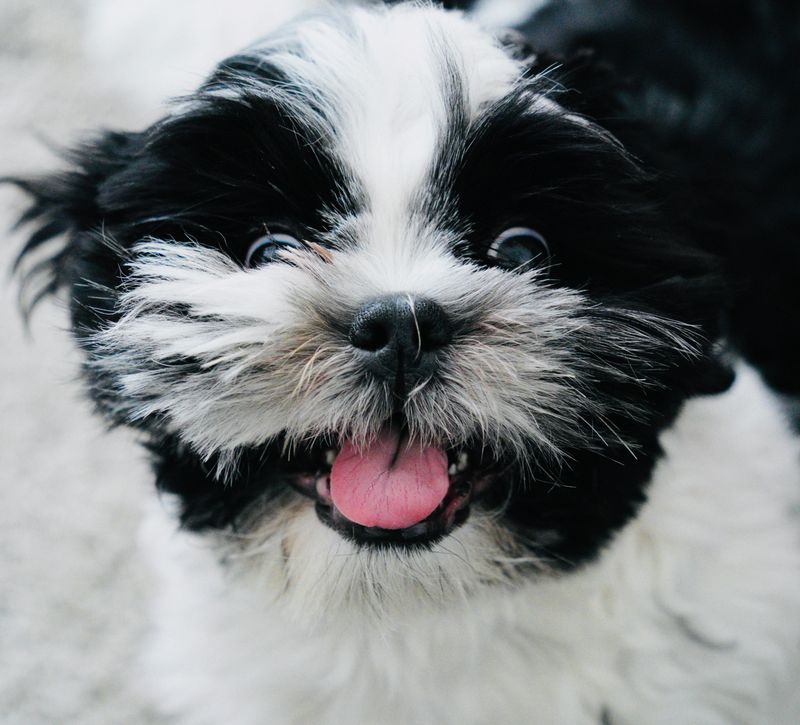 Shih Tzu