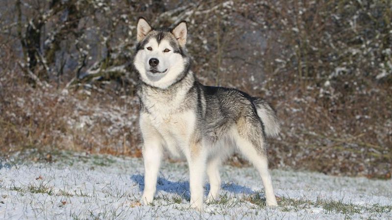 Alaskan Malamute