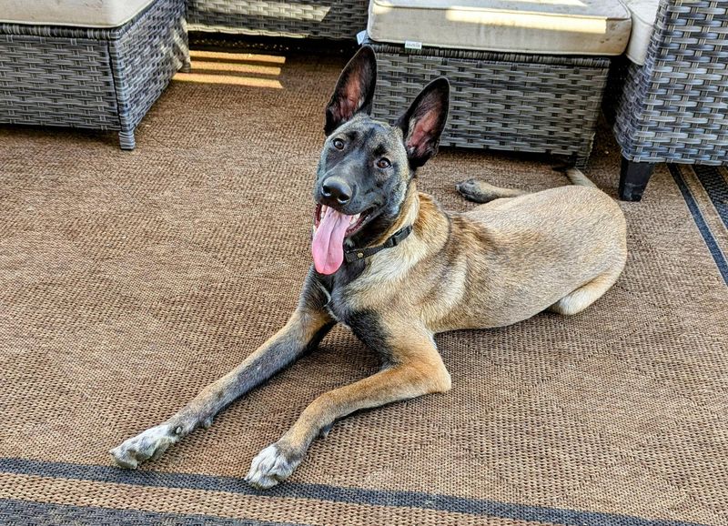 Belgian Malinois