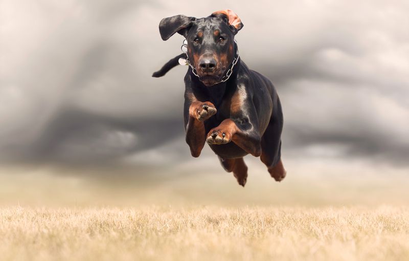 Doberman Pinscher