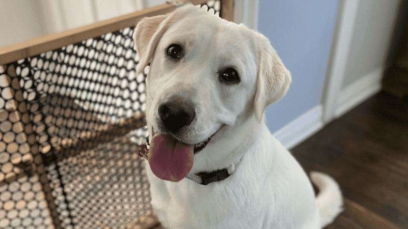 Labrador Retriever