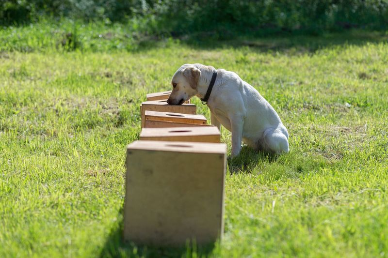 Labrador Retrievers: Lifesavers at Work