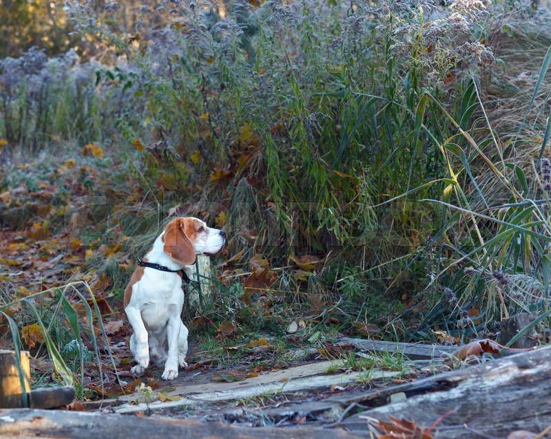 Beagle