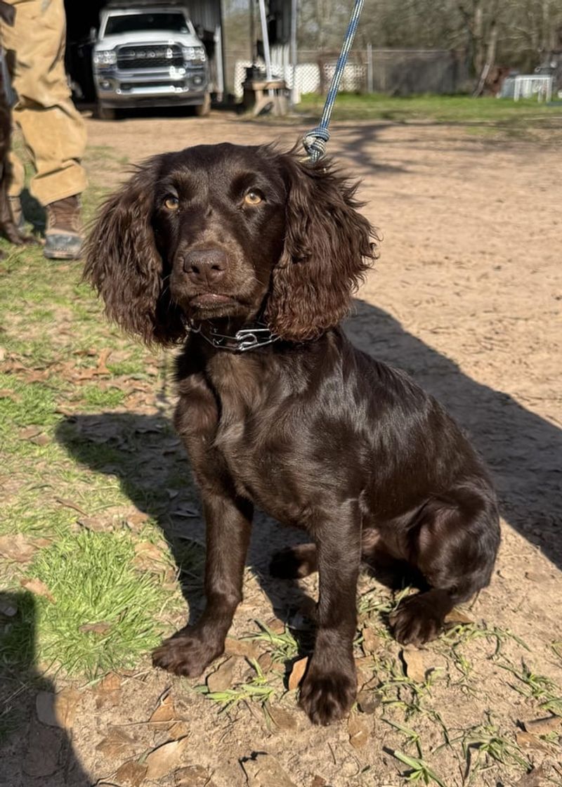 Boykin Spaniel