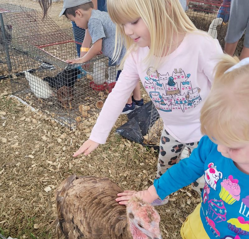 Tommy the Turkey