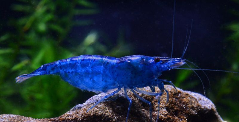 Blue Velvet Shrimp
