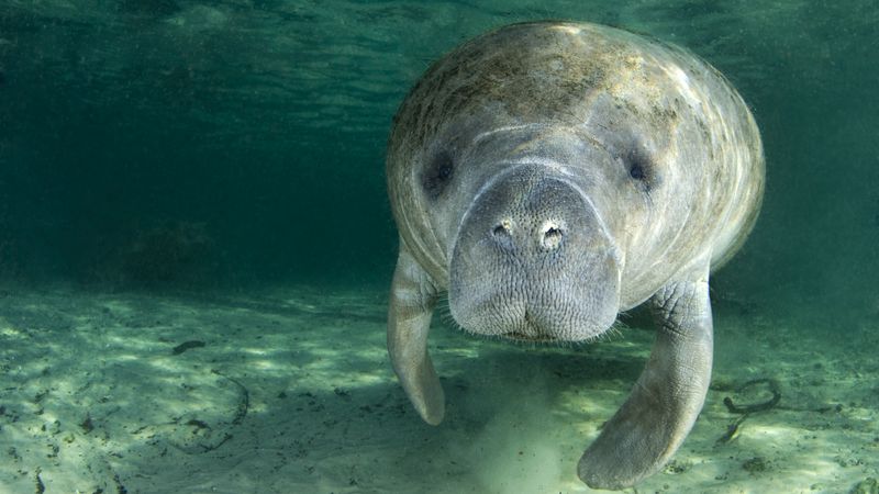 Manatee