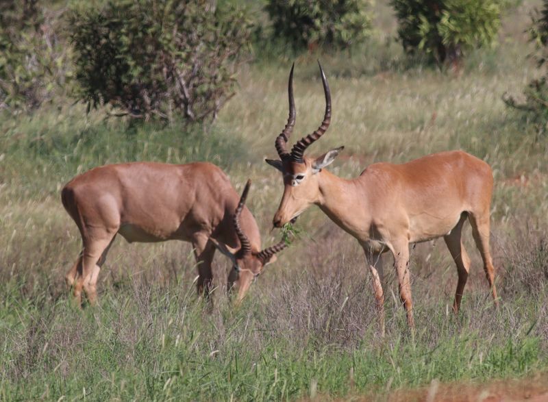 Hirola (Hunter’s Antelope)