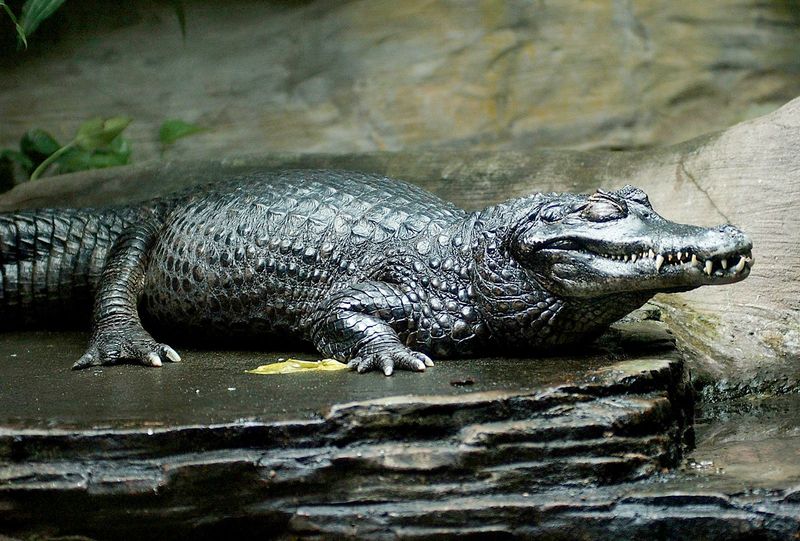 Black Caiman