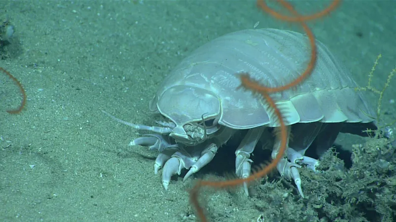 Giant Isopod