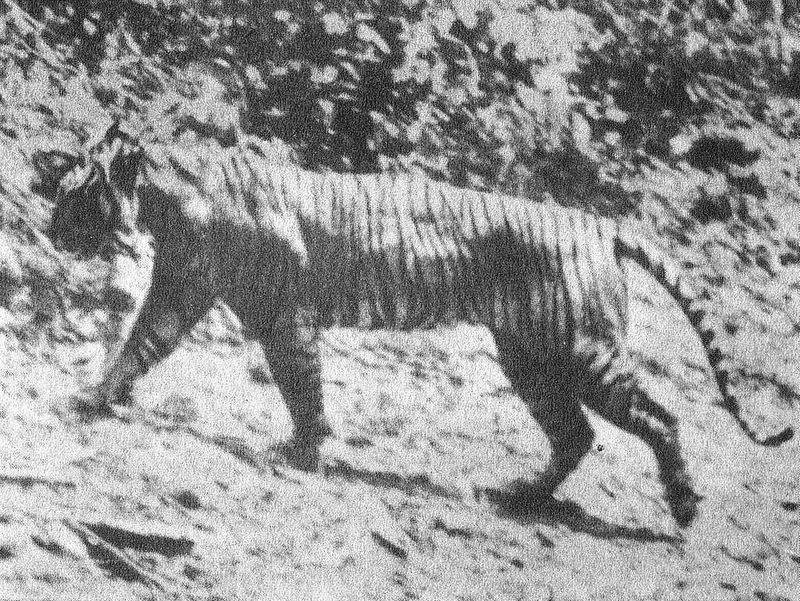 Bali Tiger