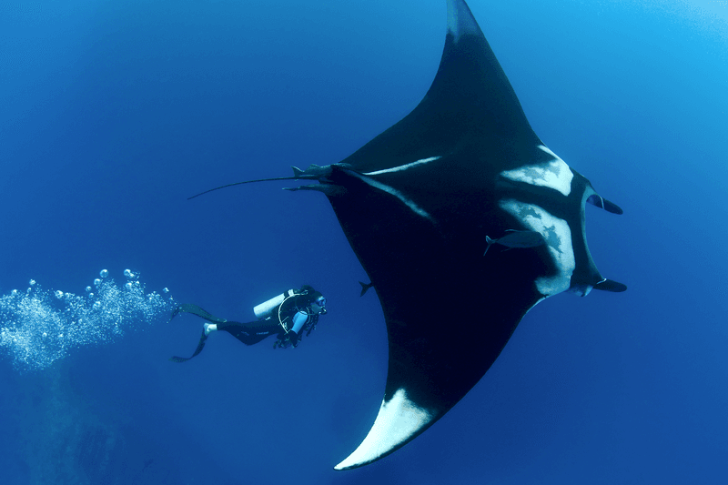 Giant Oceanic Manta Ray