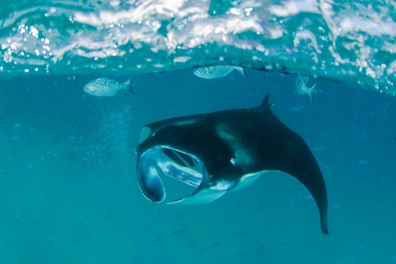 Manta Ray