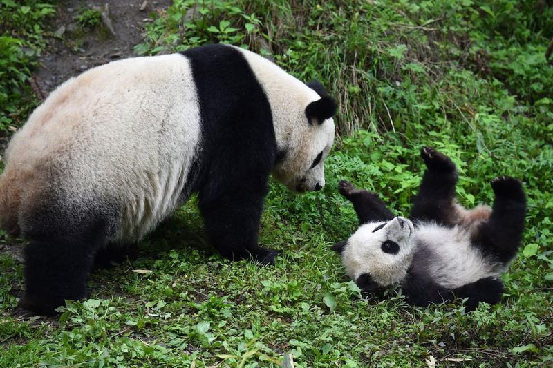 Giant Panda
