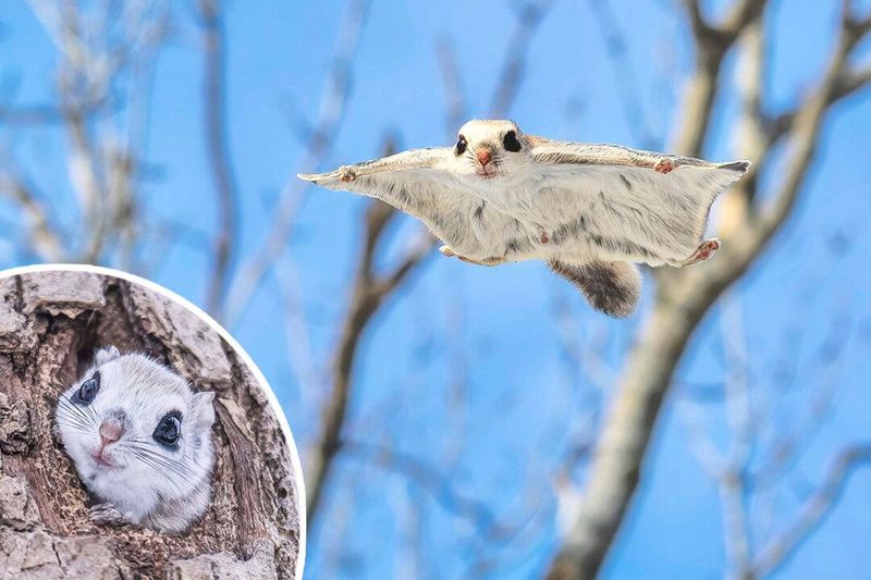 Siberian Flying Squirrel