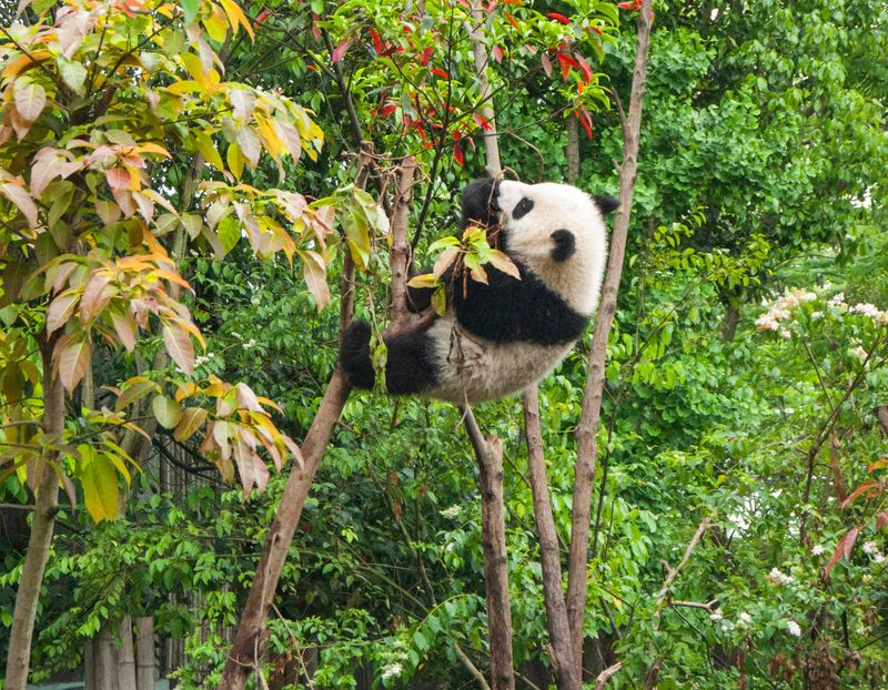 Giant Panda