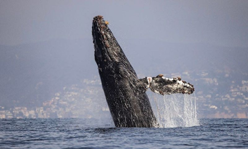 Majestic Whales