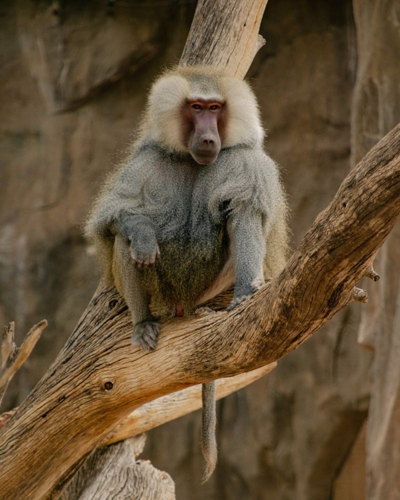 Baboons