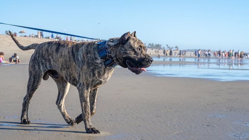 Presa Canario
