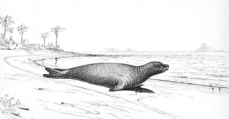 Caribbean Monk Seal