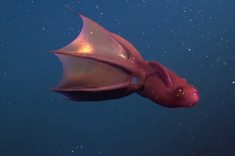 Vampire Squid